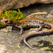 Pigeon Mountain Salamander - Photo (c) John Clare, some rights reserved (CC BY-NC-ND)