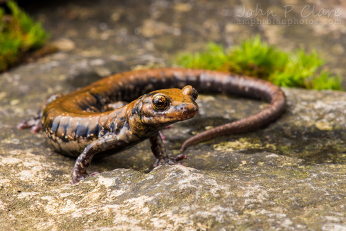 Pigeon Mountain Salamander