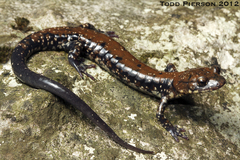Pigeon Mountain Salamander photo 2
