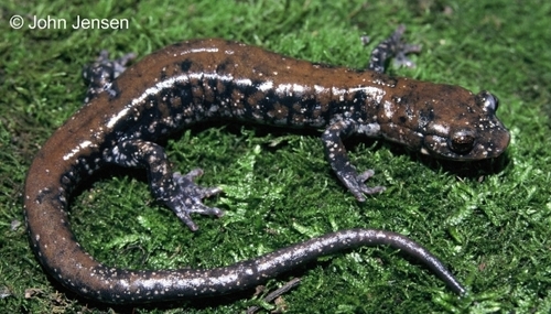 Pigeon Mountain Salamander