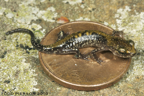 Pigeon Mountain Salamander