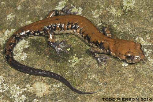 Pigeon Mountain Salamander