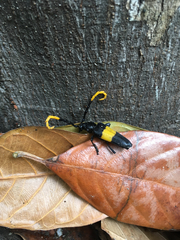 Pachyteria dimidiata