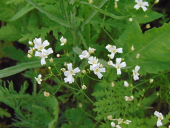 Gypsophila elegans