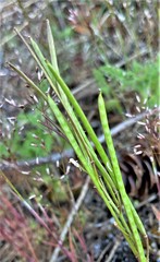 Arabis eschscholtziana