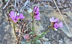 Arabis eschscholtziana