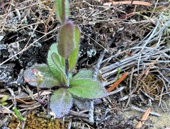 Arabis eschscholtziana