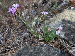 Arabis eschscholtziana