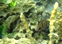 Chetumal Cichlid photo 4