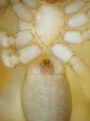 Clubiona mikhailovi