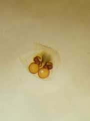 Clubiona mikhailovi