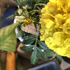 Stamnodes tessellata