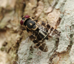 Scholastinae