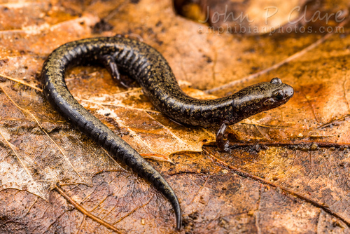 Ravine Salamander
