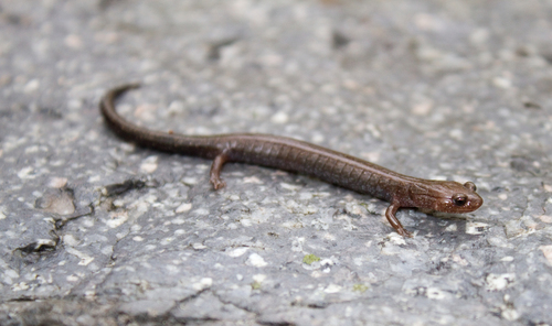 Ravine Salamander
