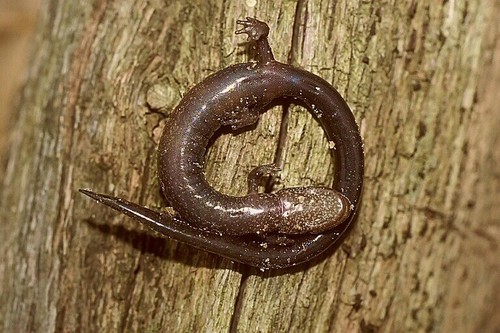 Ravine Salamander