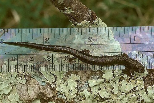 Ravine Salamander