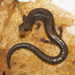 Ravine Salamander - Photo (c) 2015 Will Lattea, some rights reserved (CC BY-NC-SA)