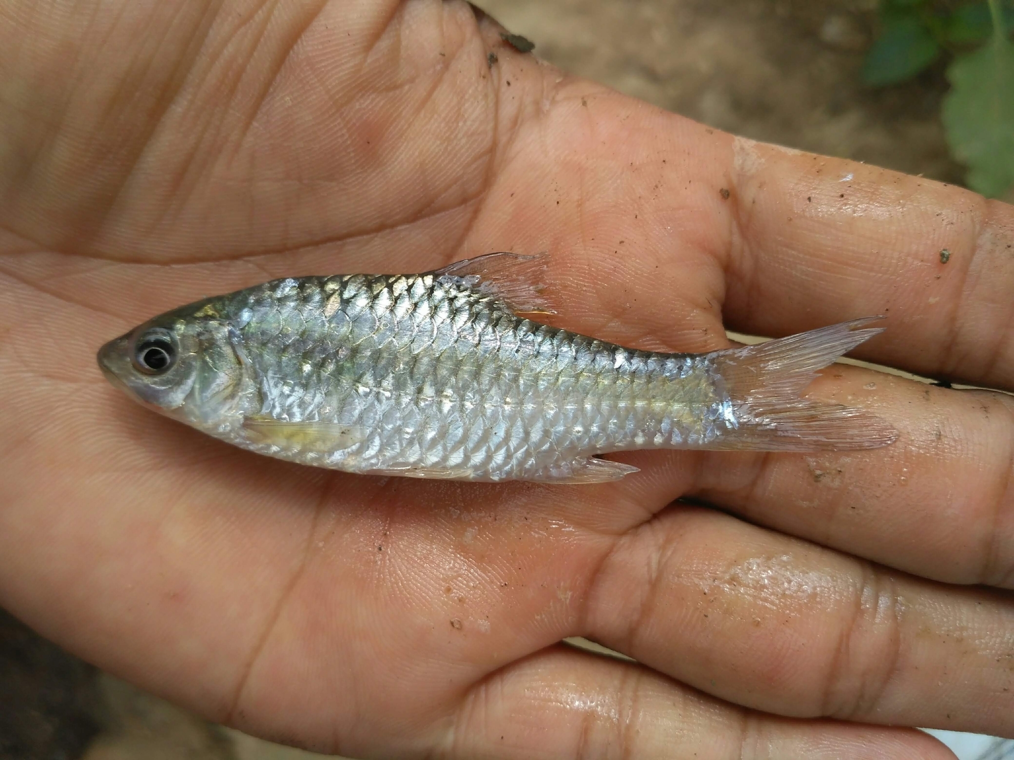 Barbodes Binotatus Valenciennes 1842