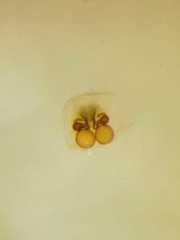 Clubiona mikhailovi