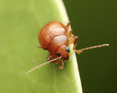 Rhyparida