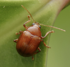 Rhyparida