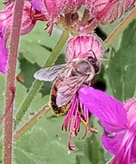 Apis mellifera