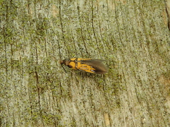 Schiffermuelleria schaefferella