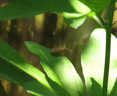 Strobilotoma typhaecornis