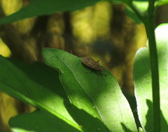 Strobilotoma typhaecornis