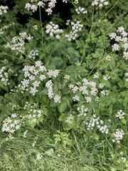 Anthriscus sylvestris