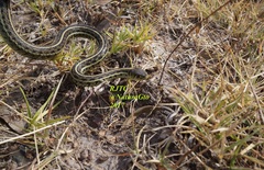 Thamnophis eques
