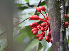 Polyalthia lateriflora