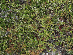 Lepidium rekohuense