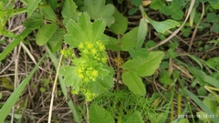 Alchemilla