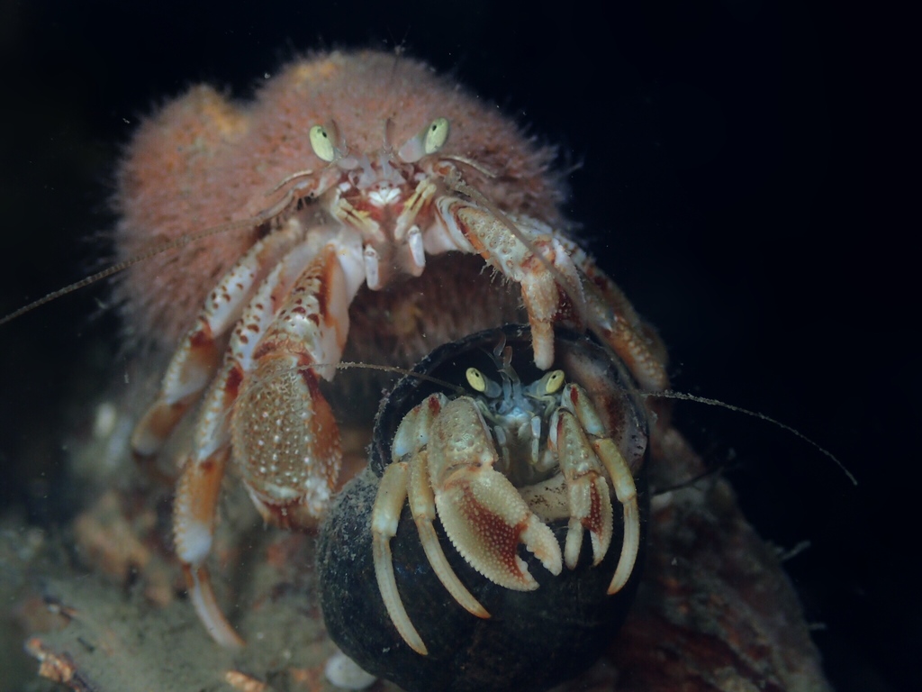 Pagurus