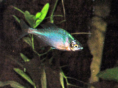 Taiwan Bitterling photo 3