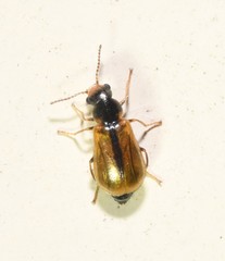 Attalus scincetus