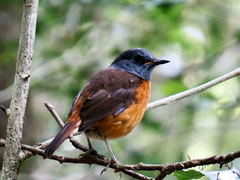 Monticola erythronotus