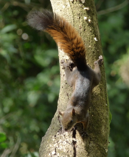 Red-tailed Squirrel