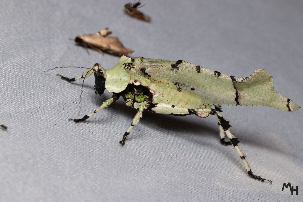 Lichenomorphus montealegrezi