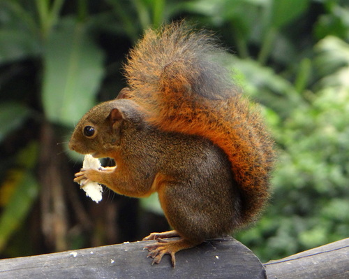 Red-tailed Squirrel
