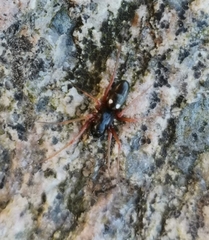 Microlinyphia pusilla