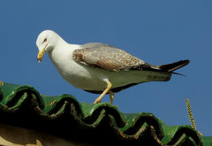 Larus michahellis