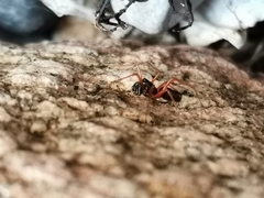 Microlinyphia pusilla