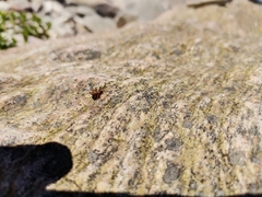 Microlinyphia pusilla