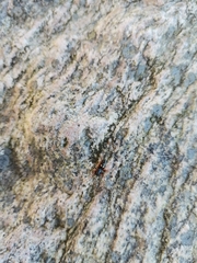 Microlinyphia pusilla