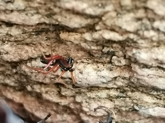 Microlinyphia pusilla