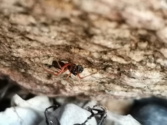 Microlinyphia pusilla