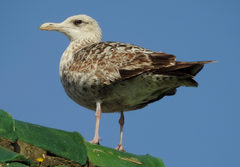 Larus michahellis
